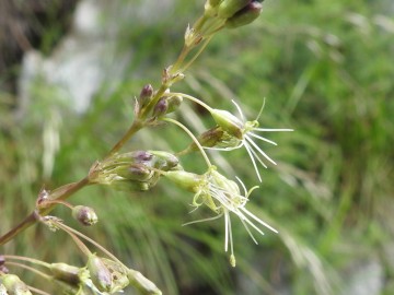 2024-05-04-Campione-Fiori-165a-Silene-otites