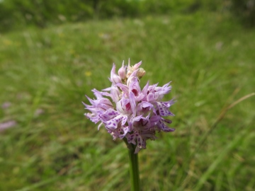 2024-05-04-Campione-Fiori-180-Orchis-tridentata