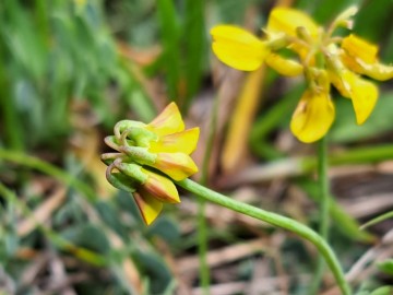 2024-05-04-Campione-Fiori-186a-Coronilla-minima