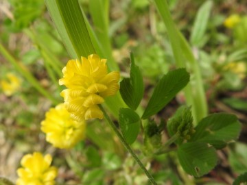 2024-05-04-Campione-Fiori-196a-Trifolium-campestre