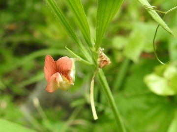 2024-05-04-Campione-Fiori-198a-Lathyrus-inconspicuus