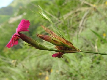 2024-05-04-Campione-Fiori-206-Dianthus-carthusianorum