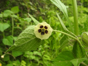 2024-05-04-Campione-Fiori-219-Physalis-peruviana