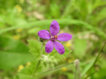 2024-05-04-Campione-Fiori-223a-Erodium-malacoides