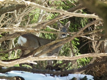 2012-03--21 Alpe Corte caprioli 071