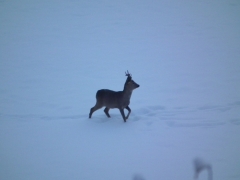 caprioli nella neve