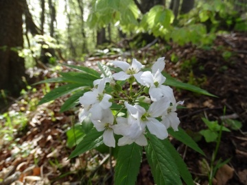 2024-04-30-monte-Colombina-55