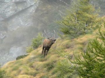 2013-10-06 Cervi Val Grande 033