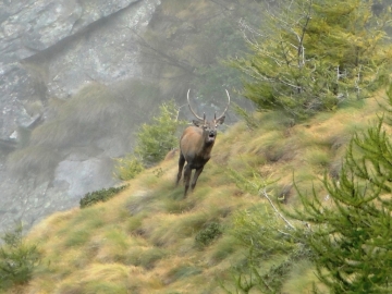 2013-10-06 Cervi Val Grande 034