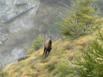 2013-10-06 Cervi Val Grande 035