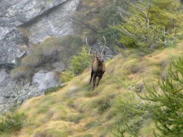 2013-10-06 Cervi Val Grande 037