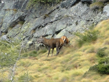 2013-10-06 Cervi Val Grande 042