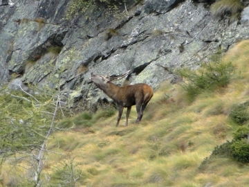 2013-10-06 Cervi Val Grande 046