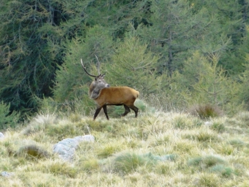 2013-10-06 Cervi Val Grande 053