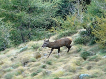 2013-10-06 Cervi Val Grande 054