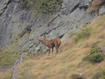 2013-10-06 Val Grande cervi al bramito 072