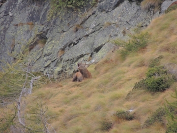 2013-10-06 Val Grande cervi al bramito 075