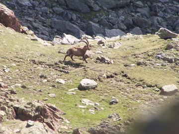 2007-06-19 cima di glere (27)