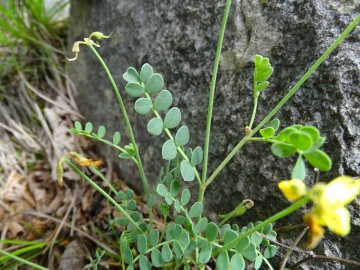 2024-06-01-Tavola-Cerveno-Coronilla-vaginalis-3