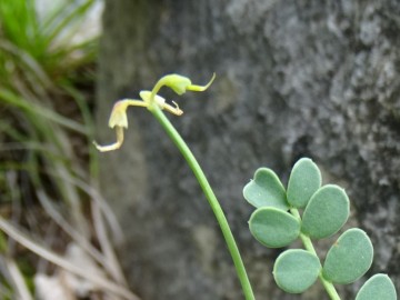 2024-06-01-Tavola-Cerveno-Coronilla-vaginalis-3a