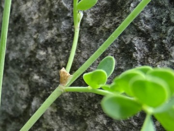 2024-06-01-Tavola-Cerveno-Coronilla-vaginalis-3b