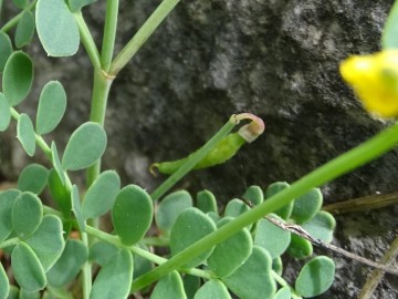 2024-06-01-Tavola-Cerveno-Coronilla-vaginalis-3c