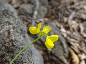 2024-06-01-Tavola-Cerveno-Coronilla-vaginalis-5