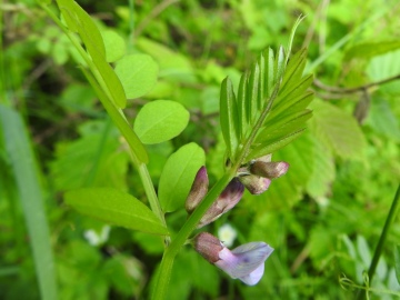 2024-05-29-monte-Creo-da-Parzanica-41