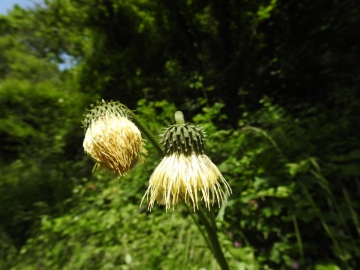 2024-05-29-monte-Creo-da-Parzanica-58