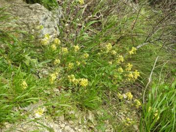 2024-05-04-Erucastrum-nasturtiifolium-Poir.-O.E.Schulz-subsp.-benacense-12