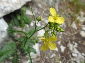 2024-05-04-Erucastrum-nasturtiifolium-Poir.-O.E.Schulz-subsp.-benacense-6