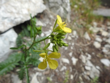 2024-05-04-Erucastrum-nasturtiifolium-Poir.-O.E.Schulz-subsp.-benacense-8