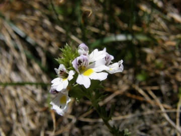 2008-08-13-14 val grande (122)