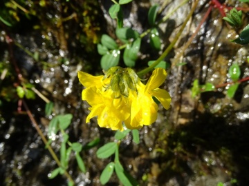 2024-06-16-Camino-fiori-102