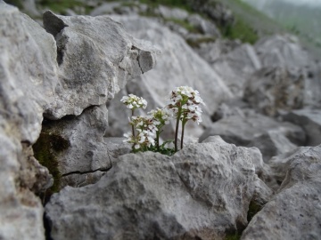 2024-06-16-Camino-fiori-118