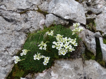 2024-06-16-Camino-fiori-127