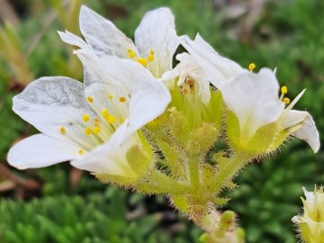 2024-06-16-Camino-fiori-127a-4