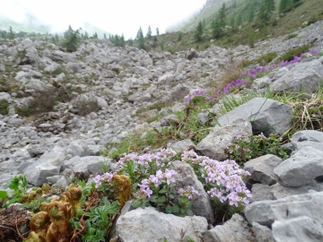 2024-06-16-Camino-fiori-135