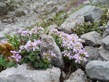 2024-06-16-Camino-fiori-136