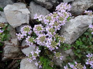 2024-06-16-Camino-fiori-137