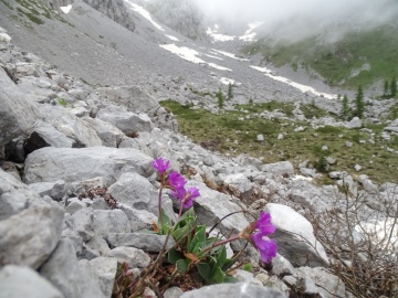 2024-06-16-Camino-fiori-139