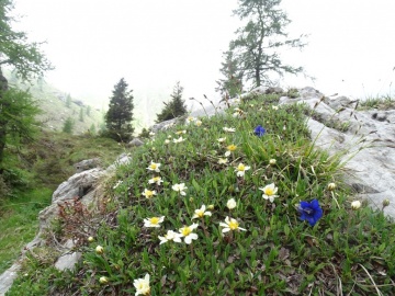 2024-06-16-Camino-fiori-144