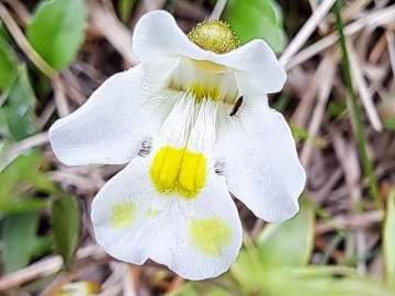 2024-06-16-Camino-fiori-157a