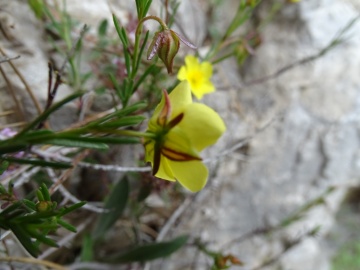 2024-06-08-Fumana-ericifolia-cima-Sospiri-19