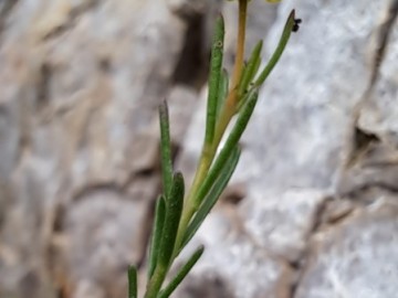 2024-06-08-Fumana-procumbens-cima-Sospiri-12