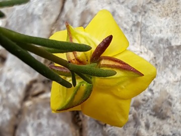 2024-06-08-Fumana-procumbens-cima-Sospiri-13