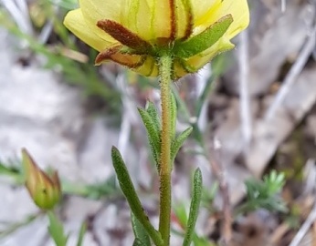 2024-06-08-Fumana-procumbens-cima-Sospiri-14