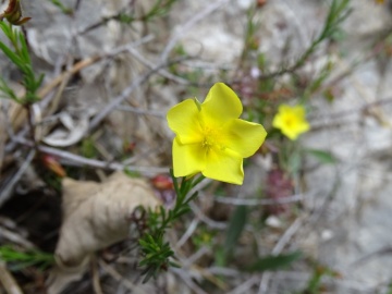 2024-06-08-Fumana-procumbens-cima-Sospiri-17