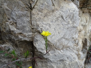 2024-06-08-Fumana-procumbens-cima-Sospiri-20