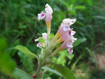 2010-08-10 Avert Galeopsis tetrahit (1)